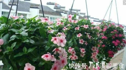 阳台最适合养3种花,30天不浇水照样生长,一年开花不断
