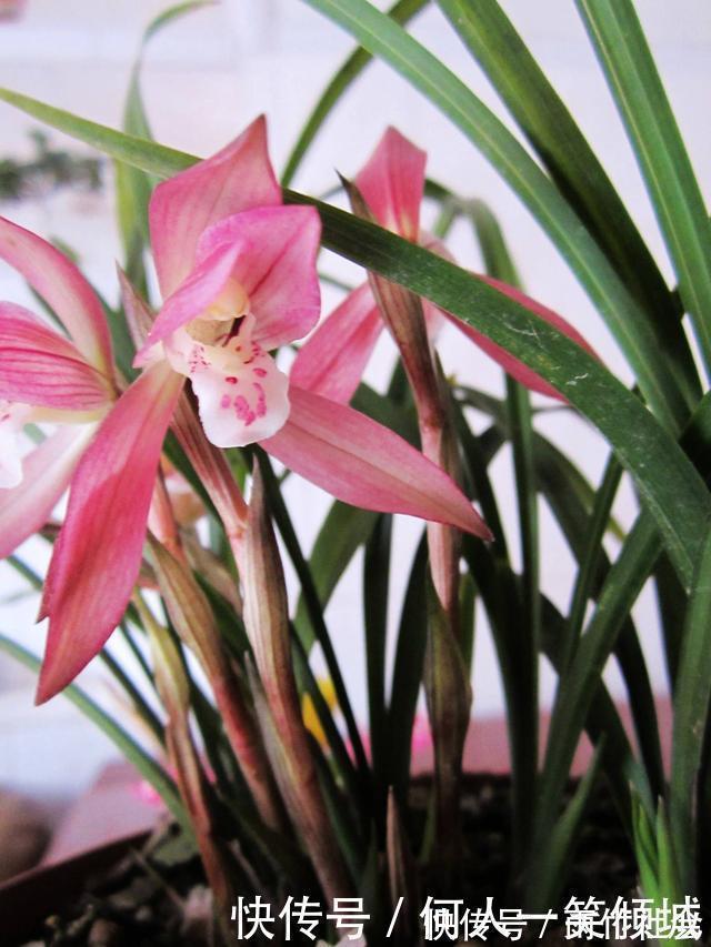 冬天养花,这个垃圾提前备点,养君子兰、兰花最好使,还不用花钱