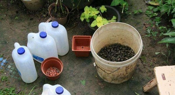 “1种水”浇君子兰,7天冒出“大白根”,30天枝叶油绿,冒花芽