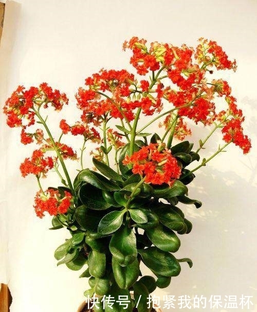 阳台上|这些花不能宠!越贱养越疯长,长不好就是你太勤快