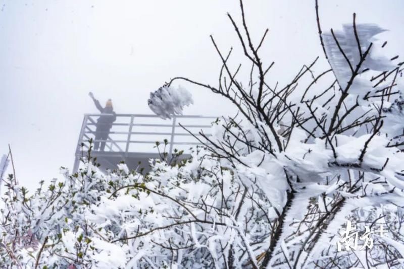 缓慢|广东下雪了？下周深圳缓慢升温+分散小雨