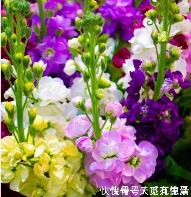 一年四季|此款小花,开花美长势旺,黄绿交辉,展现内敛美