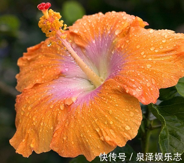 此花所代表的是清新的美,也是微妙的美,是热情和开朗的象征