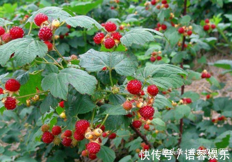 美容养颜|女性不想变衰老,夏季多吃此果,增强免疫力,清理毒素,滋补气血