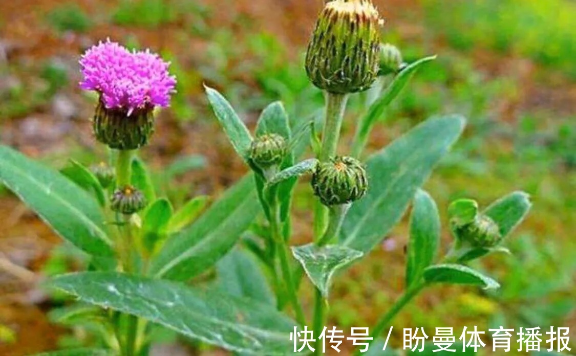 野果|农村一种常见植物，虽然浑身带刺，但全身都可以入药