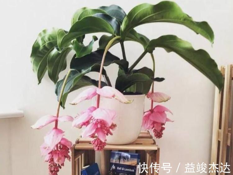 太阳花|4种漂亮网红花，家里养1盆，花期长花量大，一盆千百朵