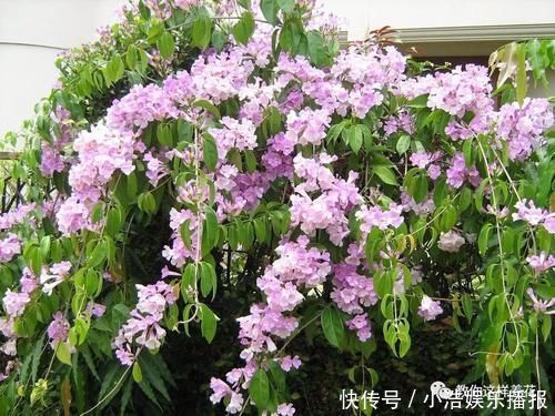 有机肥|这种花爱爬墙,一次花开1000朵,从来不生虫,花还能当蒜吃!