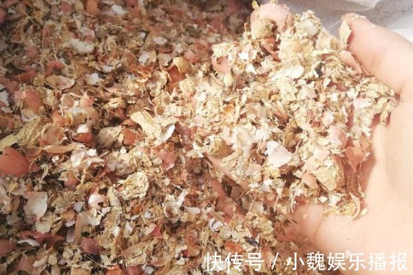 花生壳|家家都有的“4种壳”,花盆里加点,嗖嗖长爆盆,都是养花好肥料
