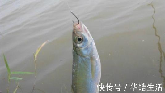 解析四种不同鱼情下蚯蚓的科学挂法，最后两种更是独创