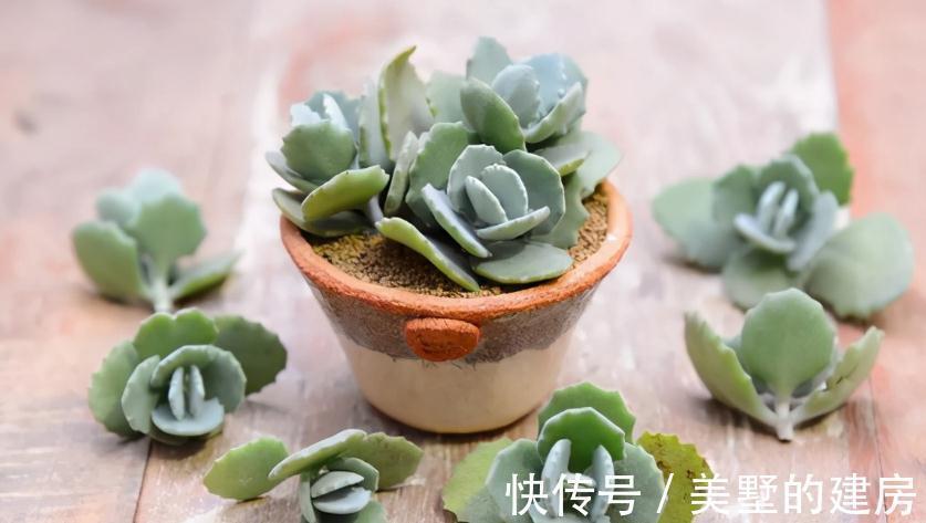 多肉|这3种扦插方式成功率高,新人肉友抓紧时间学吧,好用又好操作