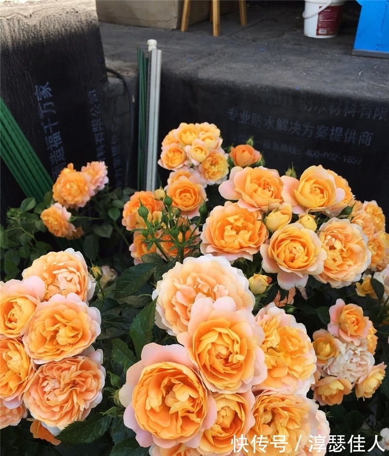 养花真不难,配土很关键,掌握3大“配土法”,养一盆旺一盆