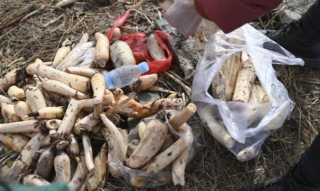 背面|黄河滩成春节游玩打卡地,每天数百人涌入,荒草地被踩成光滑路