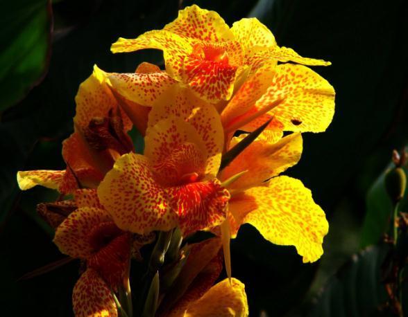 养盆“美人蕉”,动点“小心思”,花大、花量多,年年赏花停不了