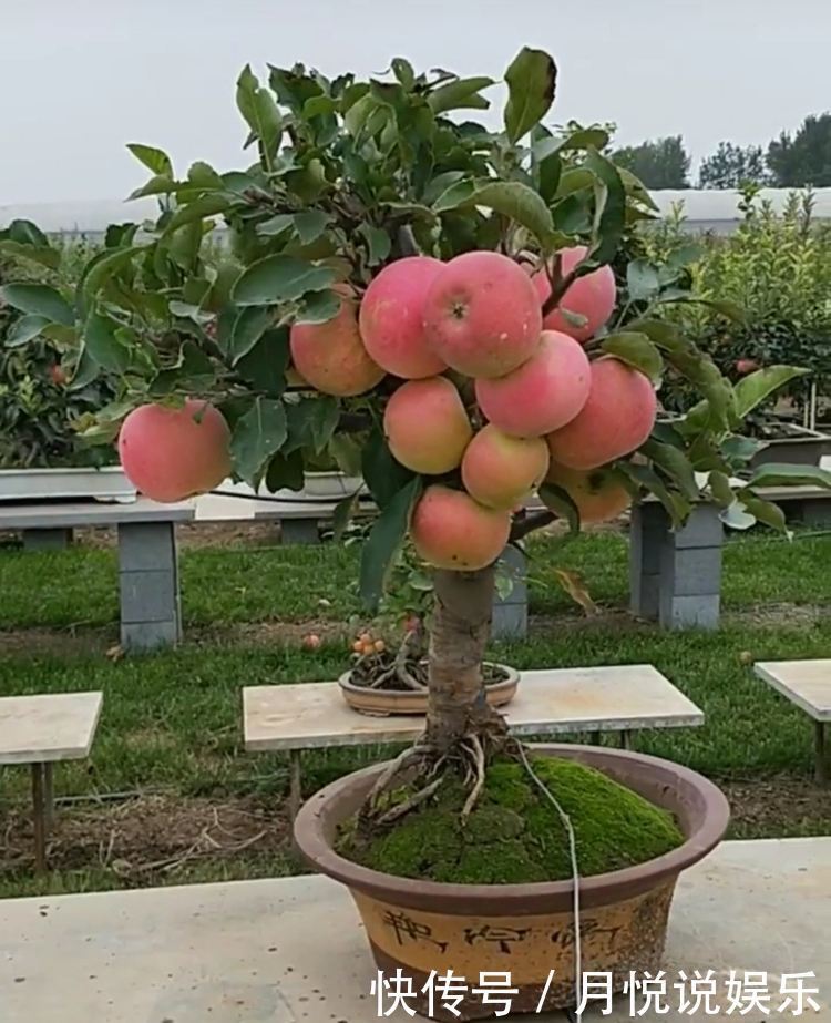 果树也能做“盆景”，1年挂果30个，养成“老桩”越来越值钱