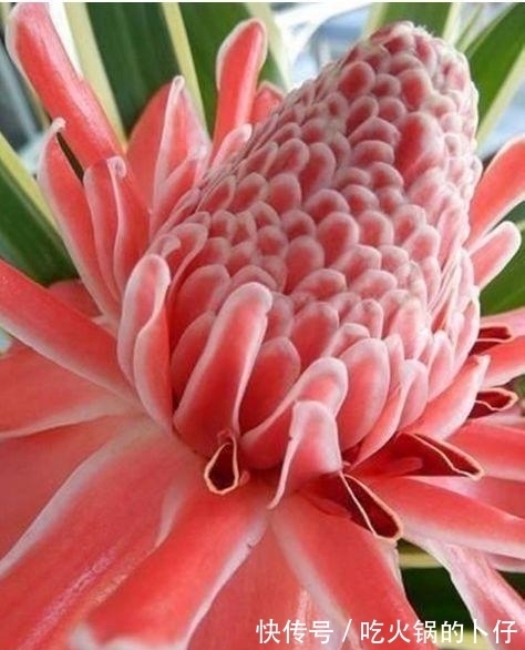 谁见了都喜欢的3种花,家里养一盆,满屋飘香,你养了吗