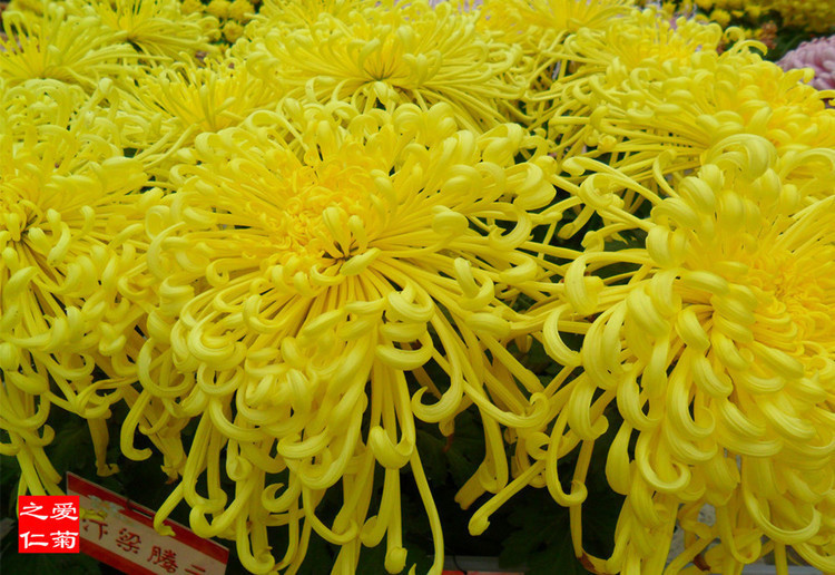 喜欢菊花,不如养盆“菊中奇品”汴梁腾云,似金光灿灿,鲜艳烂漫