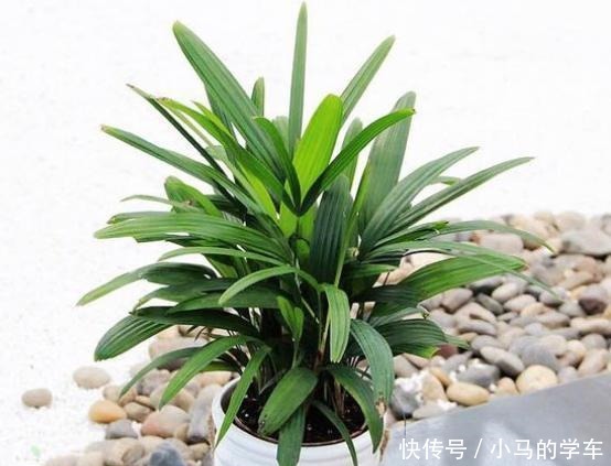 养花浇水是“功夫”，记住1个“原则”，永远浇不死，越长越旺！