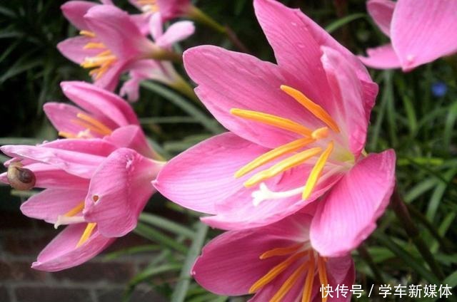 这4种花适合现在种,种下随便养两个月,就开花爆盆!