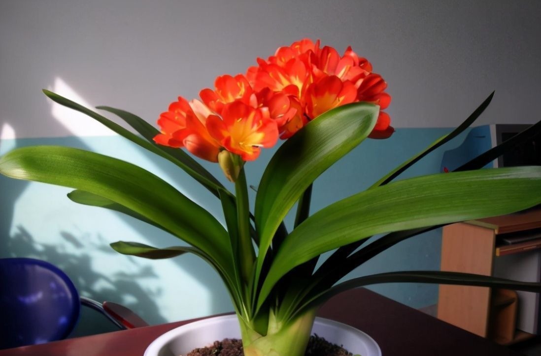 养君子兰有“六怕”,你知道吗?新手一定要避开