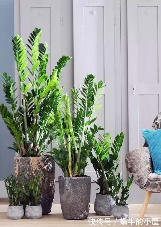 适合10月养的“13种吉祥花”，建议你也养一盆，利健康旺财运