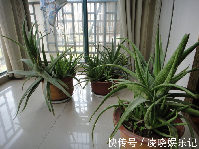 散尾葵|12种“健康花”,家里没太阳,照样长爆盆,贵气漂亮,旺家又养人