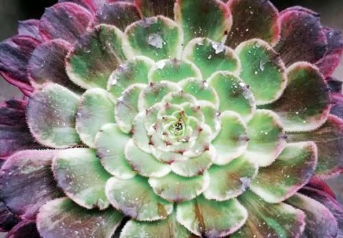 多肉植物虽然一般不用打顶，但有时候巧用打顶会有意想不到的效果