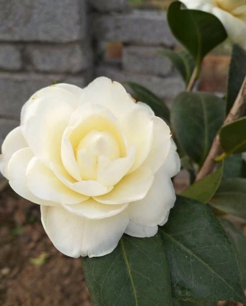 花朵|养花就养这几款，花朵粉嫩丰腴，花大色鲜胜百合，放在阳台美翻了