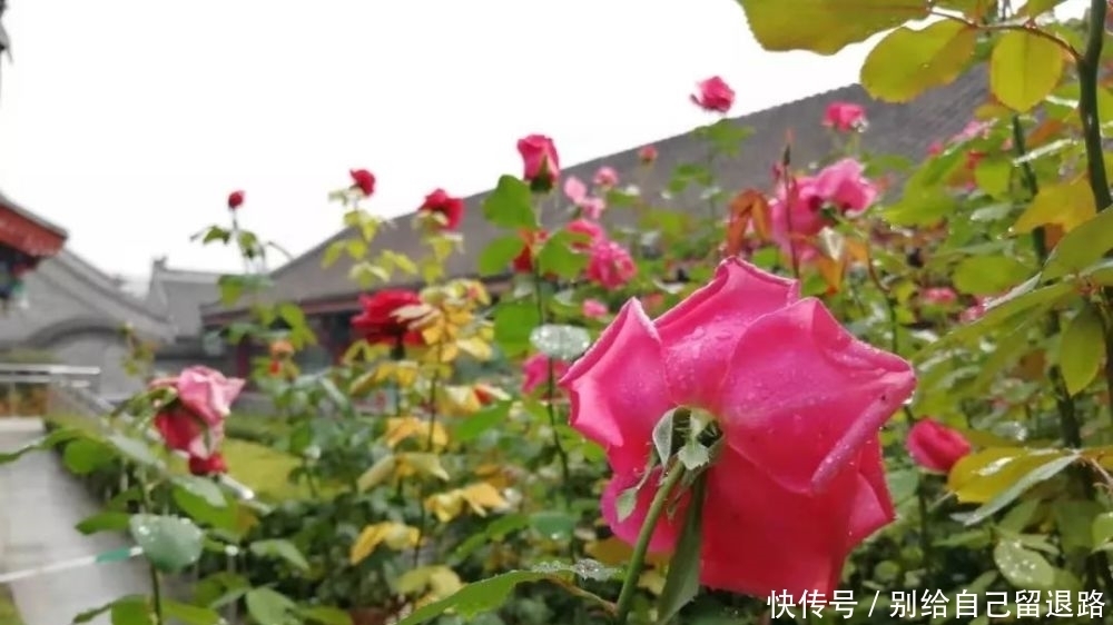 飞花令和红楼梦有什么关系?