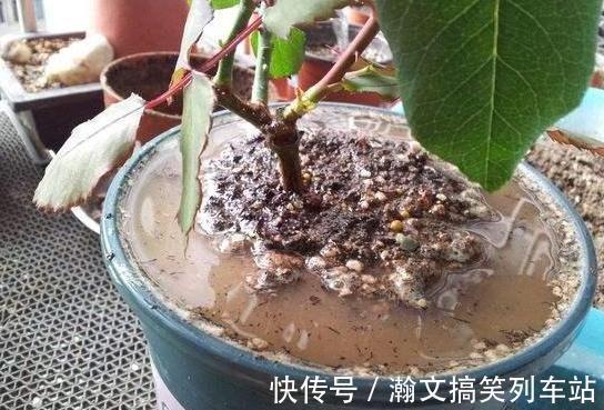 天热浇花要谨慎：别光用自来水，换上它们补水添营养、预防烂根