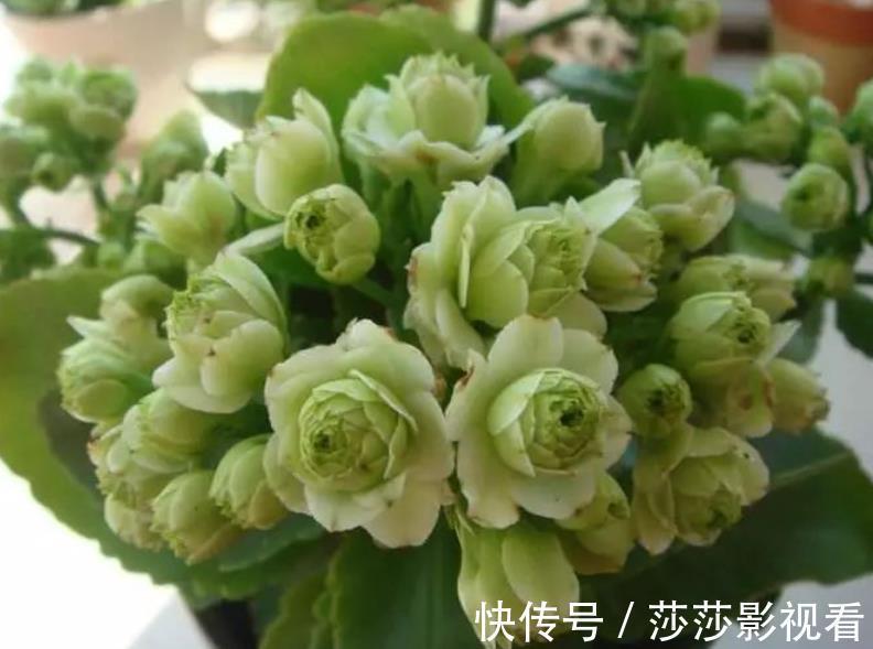 此款网红花,花型饱满似玫瑰,多季节有花赏,是阳台盆栽佳品