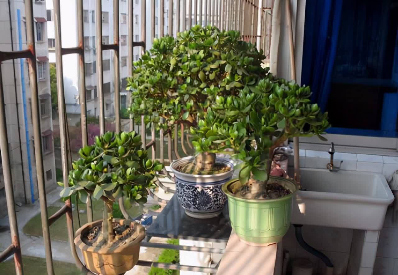 20种吉利大盆栽，客厅放一盆，吸收废气去异味，寓意好更养人