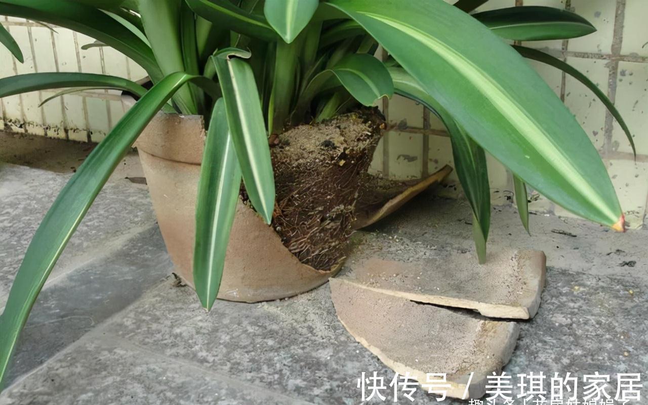 养花时明明没有多浇水,为什么还是“烂根”了?原因在这儿