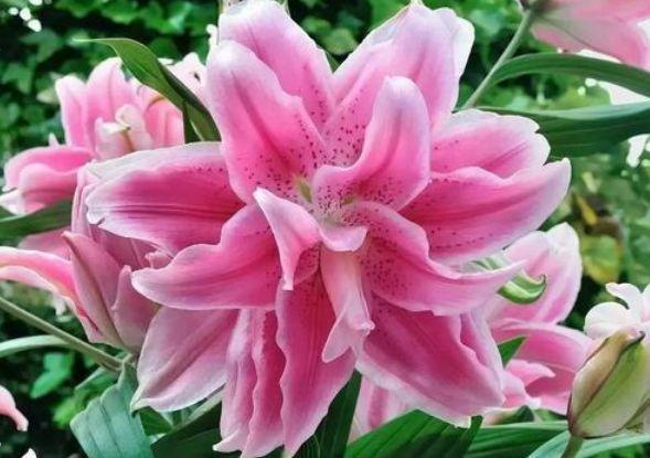 百合花|4种花深受花友的喜欢,开花爆盆很简单,美不胜收,你养了吗