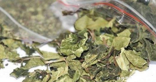 脑圣药|这种植物是醒脑圣药,但却也是“新型罂粟”,很多人竟然当蔬菜吃