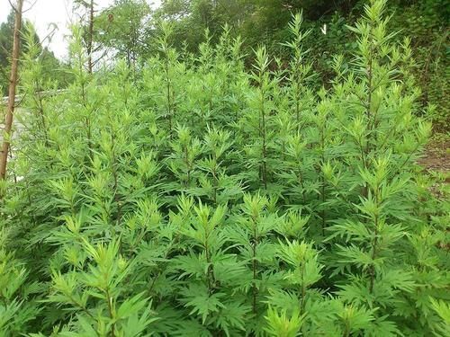 四大蒿草|农村可食用的“四大蒿草”,第一个能做青团,最后一个春天抢着摘