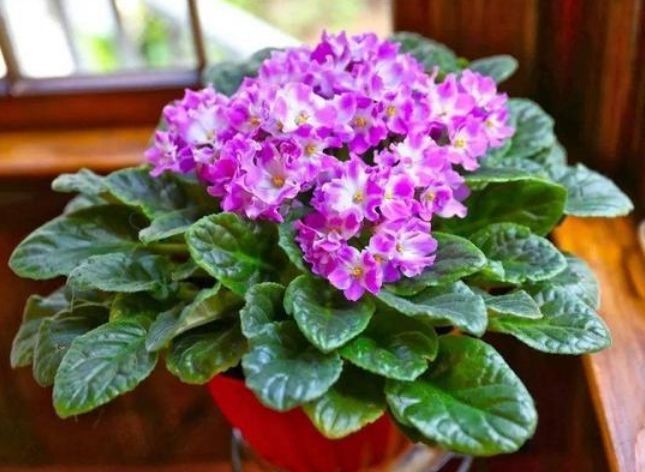 养花就养这种花，好养易活花量大，开花漂亮财运来，一养就上瘾