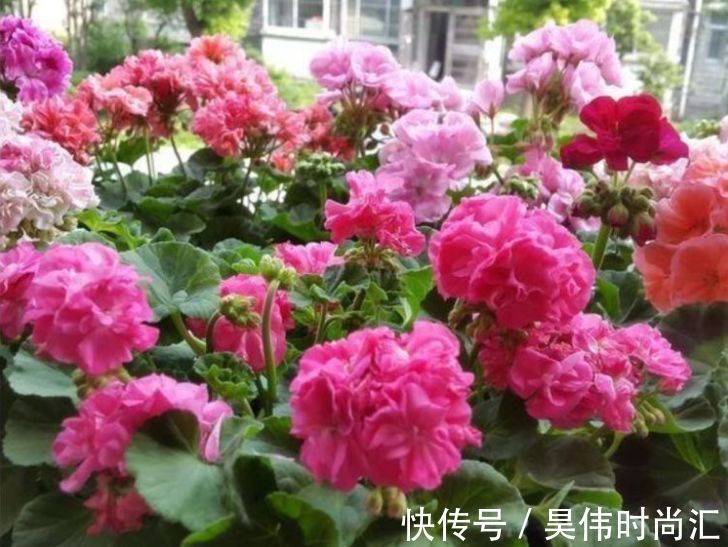 这些小花便宜又好养,放在小院开花不断,绚丽多彩,香飘溢满屋