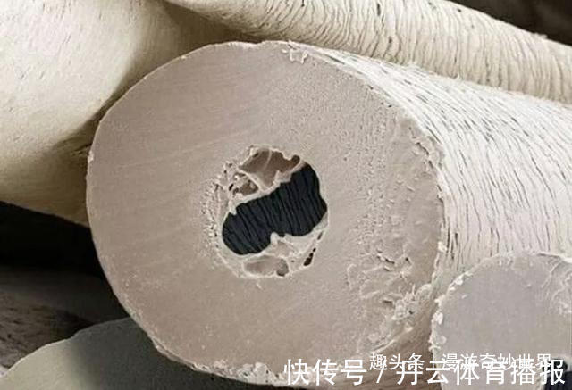 鹦鹉螺&这些东西内部长啥样?25张照片揭示日常事物看不见的一面!