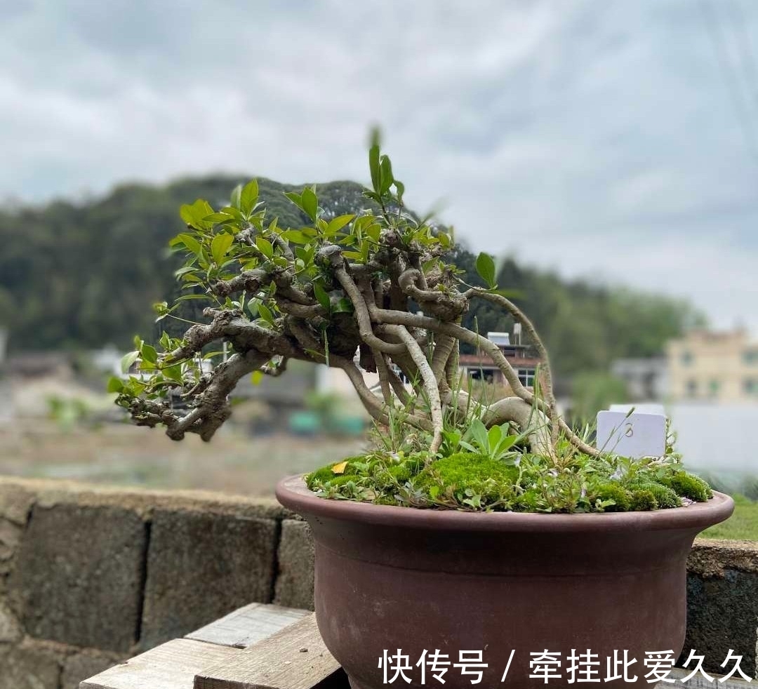 土壤|这三种花，生来就是“醋坛子”，每月喝一口，枝繁叶茂，花开不断