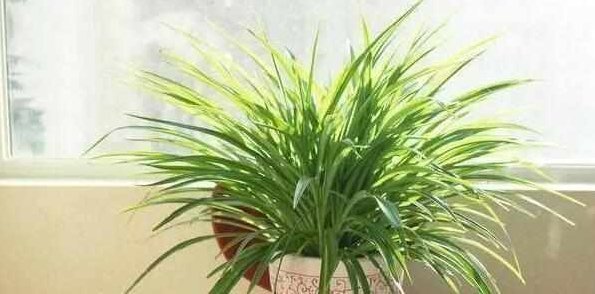 这5种花耐阴又好养,净化空气一级棒,家里养1盆,异味都消失