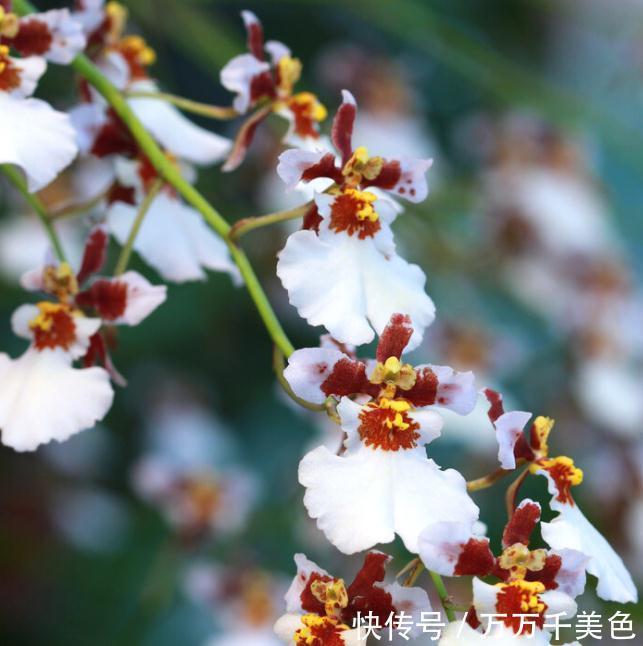 花盆越小开花越好的“皮实”花,塞进小花盆里,好养又好看