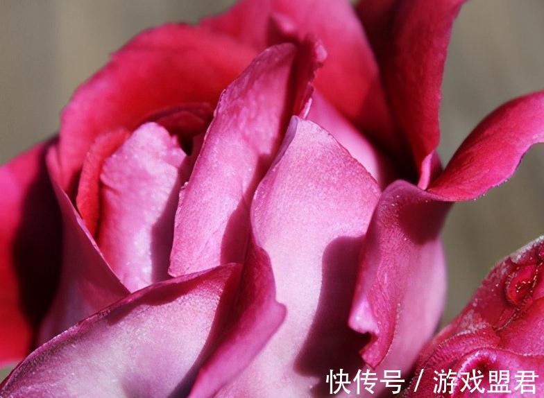 盘点大岩桐5大常见品种,你有几种