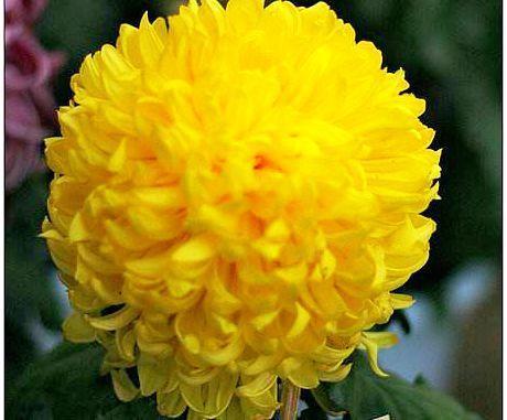 喜欢菊花,不如养盆“珍稀名菊”唐宇秋歌,色泽艳丽,美爆了