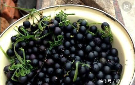 小灾|这种花是“解毒高手”,家里养一盆,再也不怕“小病小灾”