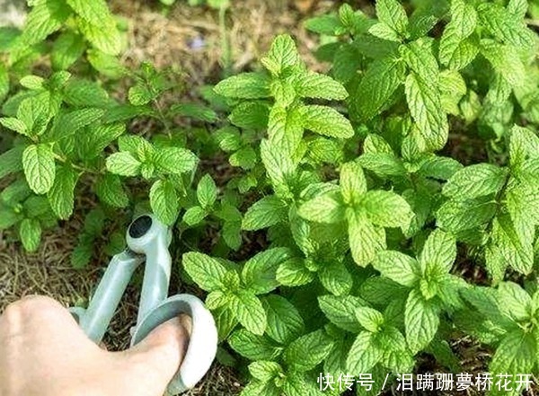花香|夏季想要扦插薄荷,怎么养更旺盛4步让它疯长爆盆、花香四溢!