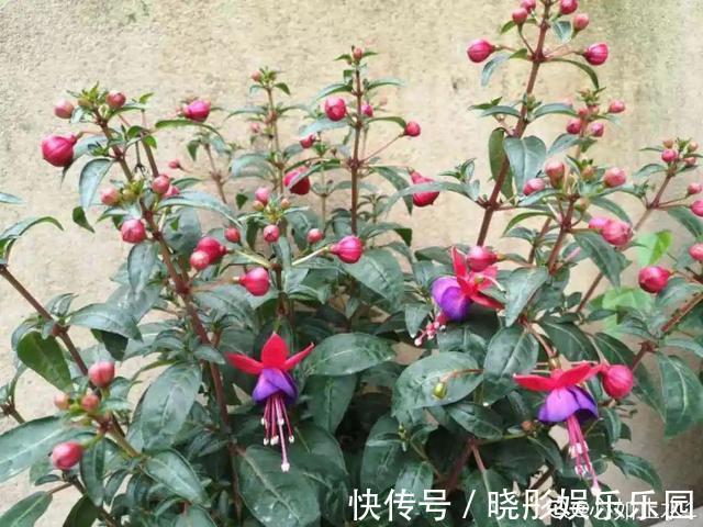 最怕晒的10种花,赶快搬进屋,否则会死掉