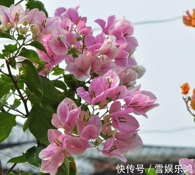 养护|这花名叫“百变小樱”,开起花来“不管不顾”,叶子都不长了!