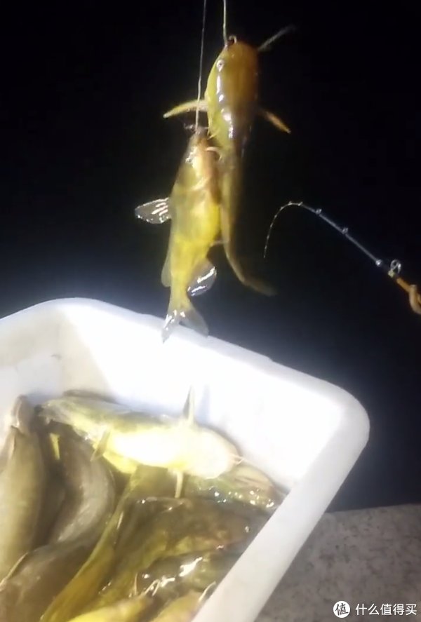 江苏|昂公大爆发!江苏钓友3小时钓1盆,网友:我一个月都钓不了这么多