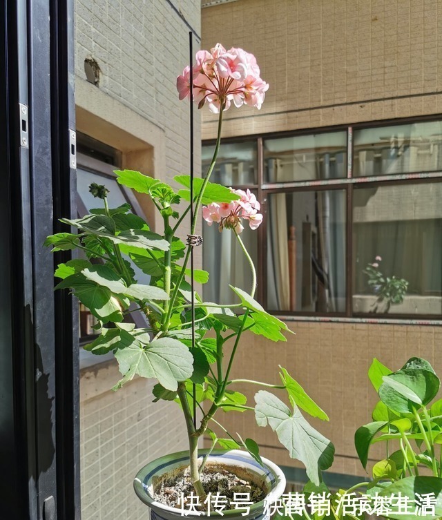 花花|3种花不能养老桩,开花越来越少,最后只剩光杆!