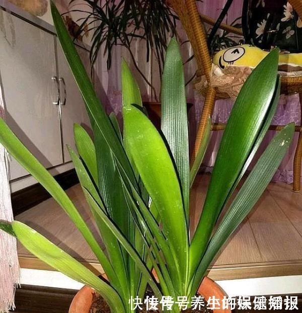 答案|君子兰为什么“不能不”晒太阳老花友告诉你答案!